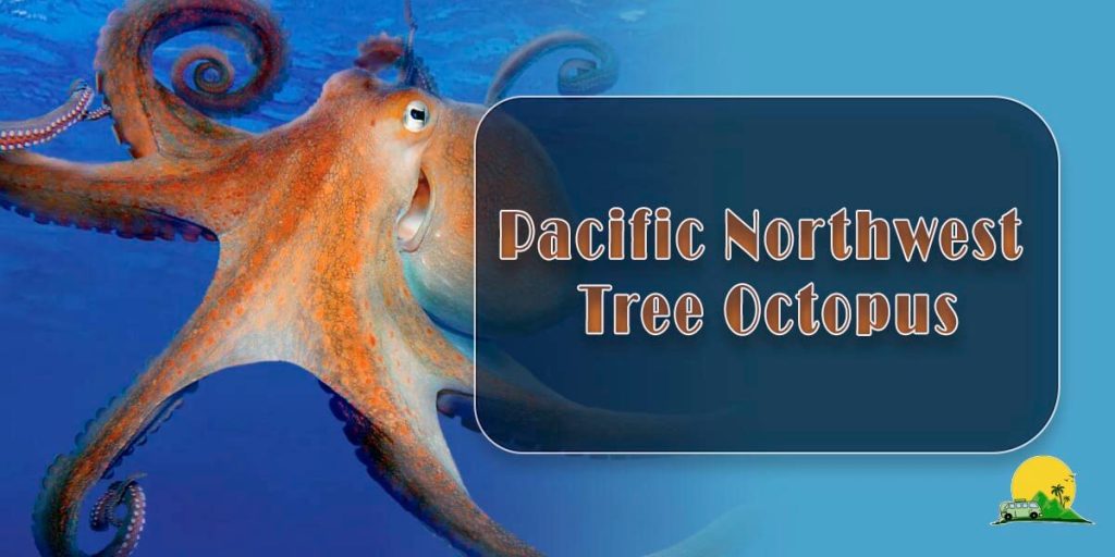 Remarkable Biology of the Pacific Northwest Tree Octopus