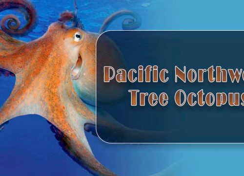 Remarkable Biology of the Pacific Northwest Tree Octopus
